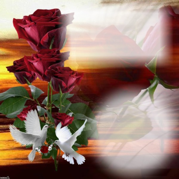 rose Montage photo Pixiz