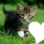 si vous aimez quelqun  qui aime les chat  mettez une photo de lui  ( ou elle ) dans le coeur !