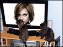 Scena z płaskim ekranem i kotami