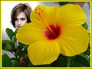 Flor de hibisco amarillo