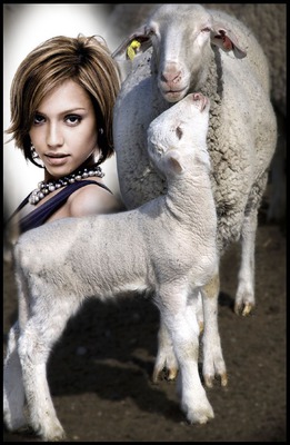 Lammas ja lammas kohtaus Valokuvamontaasi