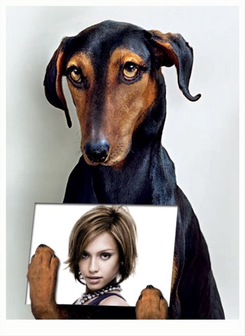 Hund Fotomontage