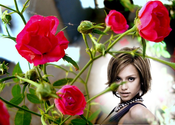 Roses rouges Montage photo