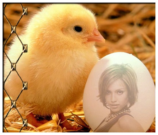 Egg og kylling Fotomontasje