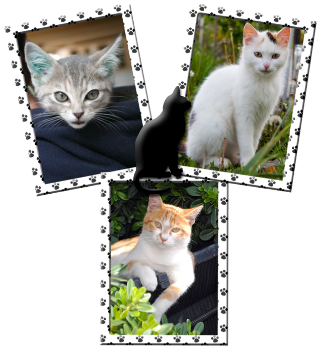 Obrázky mačky 3 Fotomontáž