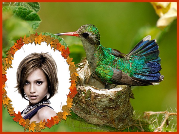 Adegan burung kolibri Photomontage