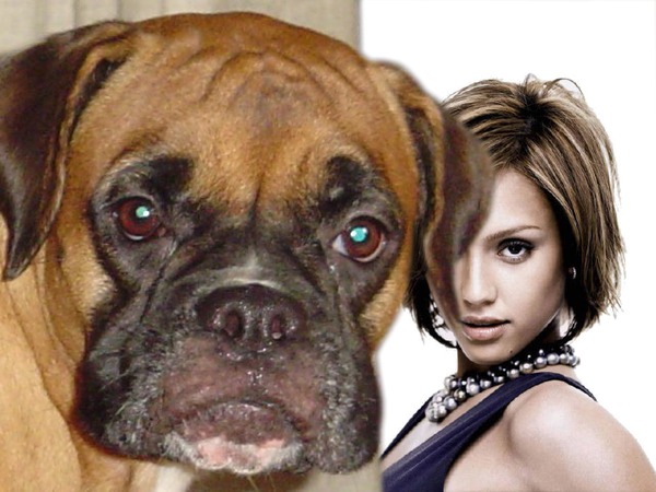 Anjing Photomontage