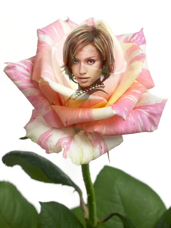 Rosa Fotomontage