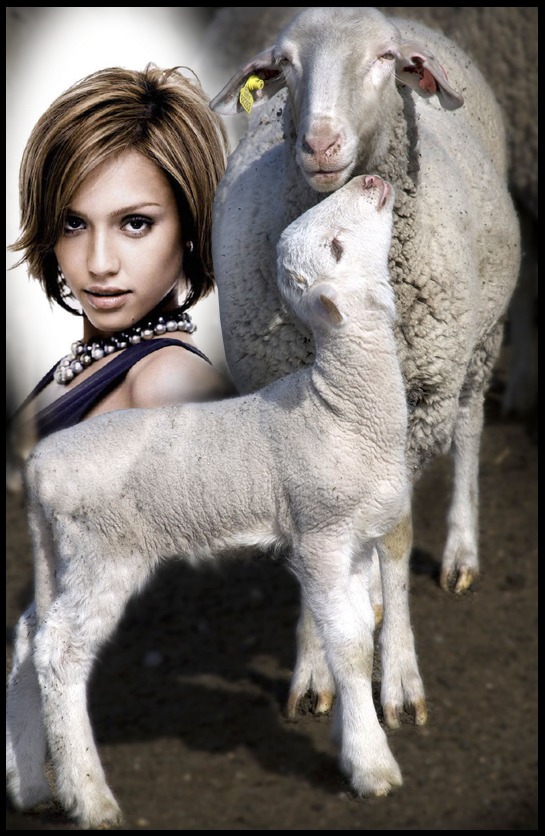 Scena owiec i jagniąt Fotomontaż