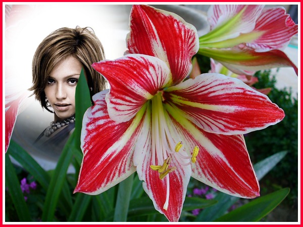 Rød og hvid lilje Fotomontage