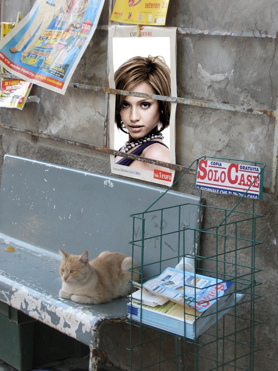 Scène Poster in de straat Cat Fotomontage