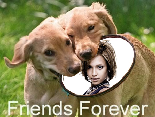 Freesbee Friends forever Dogs Scene Valokuvamontaasi