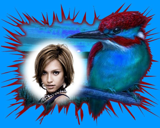 Dessin Colibri Montage photo