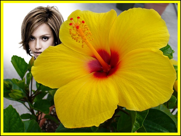 Gele hibiscusbloem Fotomontage