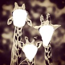 3 girafes