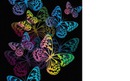 papillons fluorécents 1 photo