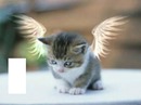 chat avec des ailes d'ange