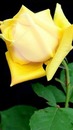 renewilly rosa amarilla