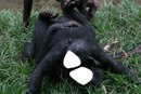 bonobo ross alan