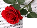 rose and music