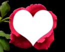 love rose