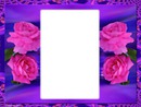 cadre fleur rose
