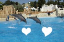 Coeur de dauphins