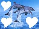 dauphins 3 photos