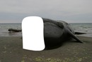 pon tu foto en el cuerpo de una ballena
