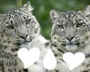 l'amour des tigres