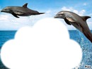 dauphin nuage