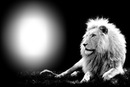 photo lion bouchiba djelfa algerie