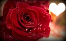 La rose de l'amour