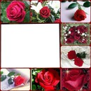 Les roses