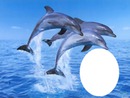 dauphins 2