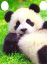 bonheur panda