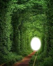 túnel de árboles