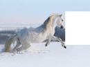 le cheval d blanc dans la neige