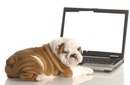 Dog on a Laptop