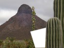 pilon con cactus