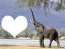 i love elephant