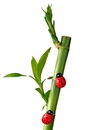 Bambou 2