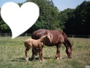 I love chevaux