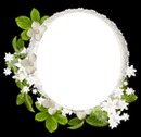 La beauté des fleurs blanches