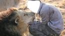 baiser du lion