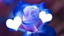 rose bleu