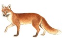 renard