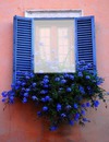 flower window