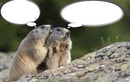 les marmottes
