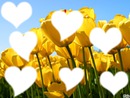 tulip coeur (7 photo)